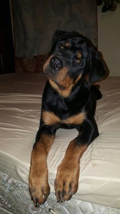 a black and brown dog laying on top of a bed