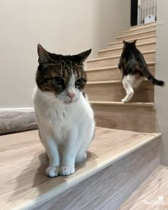 a cat is sitting on the stairs and looking at something in front of him that looks like it's going down