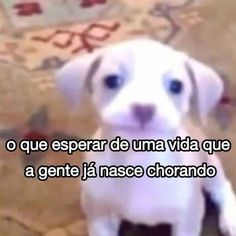 a white puppy sitting on top of a floor next to a rug with words written in spanish