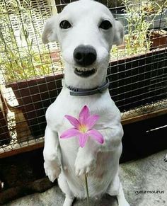 a white dog with a pink flower in its mouth sitting next to a wire fence