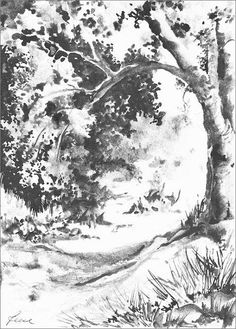 an ink drawing of a tree in the woods