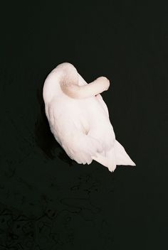 a white bird floating on top of a body of water