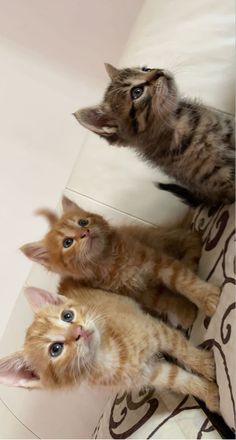 three kittens are looking up at the camera