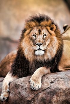 a lion laying on top of a large rock