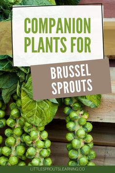 brussels sprouts with text overlay reading companion plants for brussels sprouts