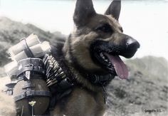 a german shepard dog with armor on its back and tongue out, standing in front of a mountain