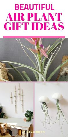 three different pictures with the words beautiful air plant gift ideas on them and images of plants in vases