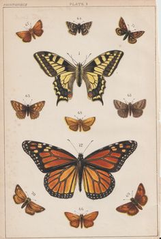 an old book with butterflies and moths on the pages, all showing different types of wings