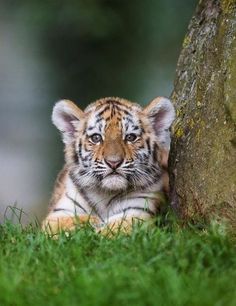 a small tiger cub sitting next to a tree