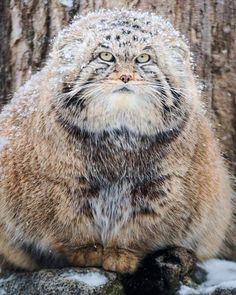 a cat sitting on top of a rock next to a tree in the snow covered ground