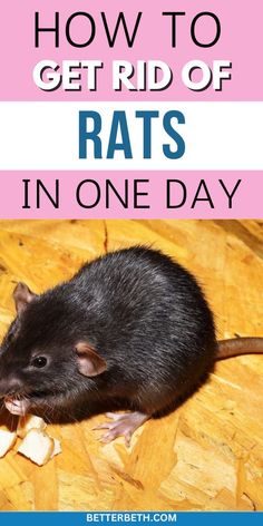 a rat eating something with the words how to get rid of rats in one day