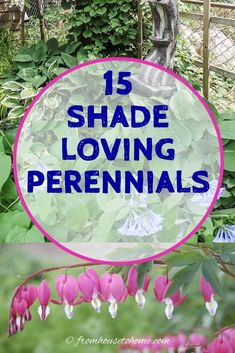 the words 15 shade loving perennials in blue and pink