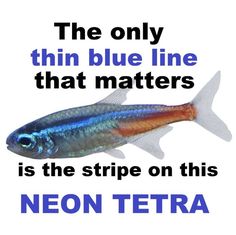 a fish with the words neon tetra on it's side and an image of a blue line that matters