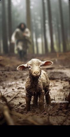 a small sheep standing in the middle of a muddy forest with a man behind it