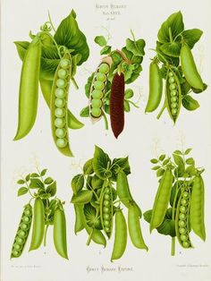 an illustration of peas and pea pods