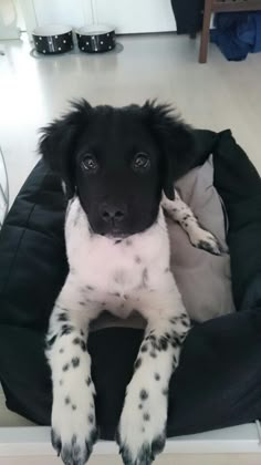 a black and white dog laying on top of a pet bed in a living room