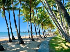 palm trees line the beach as people walk by