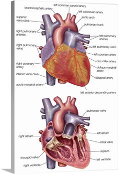 two views of the human heart