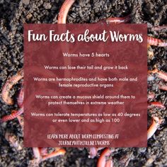 an image of worms on the ground with text that says, fun fact about worms