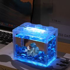 a small fish in a clear box with blue rocks and water around it's edges