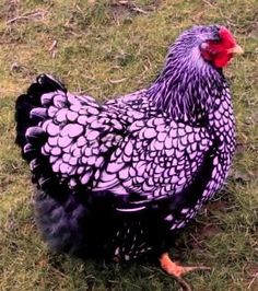 a purple and black chicken standing on top of grass