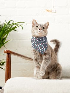 a cat sitting on top of a chair wearing a bandanna around it's neck