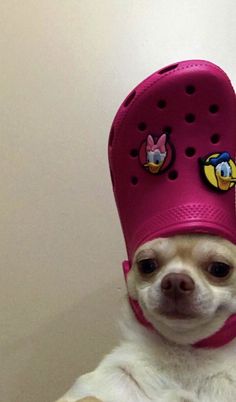 a small white dog wearing a pink hat with cartoon characters on it's head