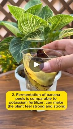 a person is holding a banana in a glass on a table next to a potted plant