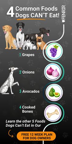 an info sheet with four different types of dogs and their food choices for each dog