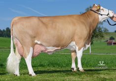 a brown and white cow standing on top of a lush green field