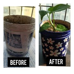 before and after photos of a potted plant