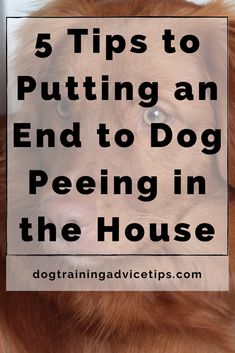 Dog Urine, Dog Potty, Dog Pee, Dog Odor