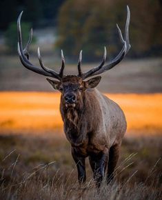 an elk with large antlers standing in a field at sunset or dawn, looking towards the camera