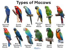 there are many different types of macaws on this page