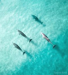 three dolphins swimming in the ocean together