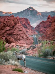 a mountain goat stands on the side of a road in front of some red mountains