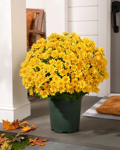 a potted plant with yellow flowers sitting on the ground in front of a door