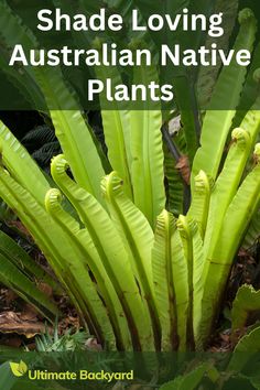 green plants with the words shade loving australian native plants