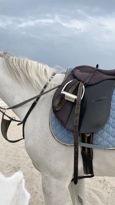 a white horse standing on top of a sandy beach