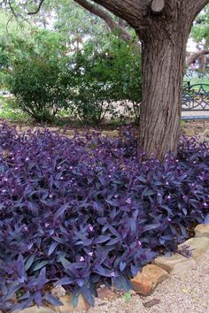 purple flowers are growing in the ground next to a tree