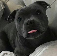 a black dog laying on top of a couch with its tongue hanging out and looking at the camera