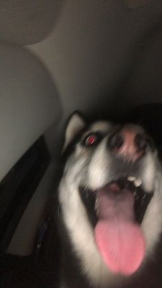 a dog is sitting in the back seat of a car with its tongue hanging out