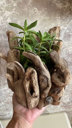 a person holding up a plant made out of driftwood