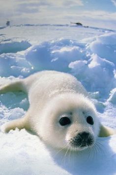 a baby seal in the snow with a caption from john shelby song on it