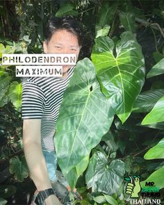 a man holding up a sign that reads philoendron maximum in front of some leaves