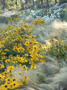 wildflowers and grasses in the foreground, with trees in the back ground