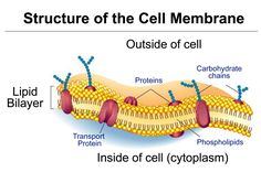 structure of the cell membrane outside of cell