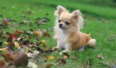 a small dog is sitting in the grass