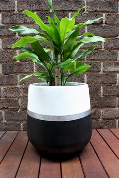 a potted plant sitting on top of a wooden table