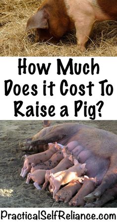 pigs are laying down in the hay with text overlay that reads how much does it cost to raise a pig?